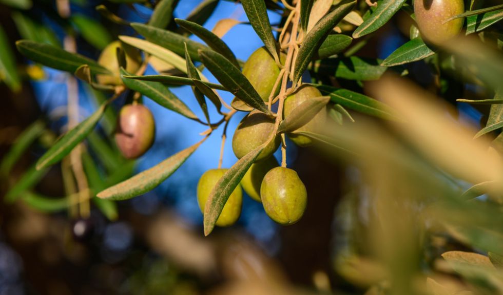 Case con uliveto in Toscana: un sogno per gli amanti della natura
