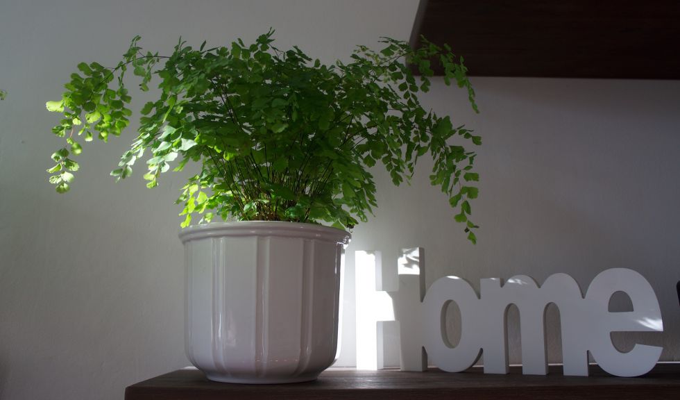 AGENTI IMMOBILIARI - WHY ?