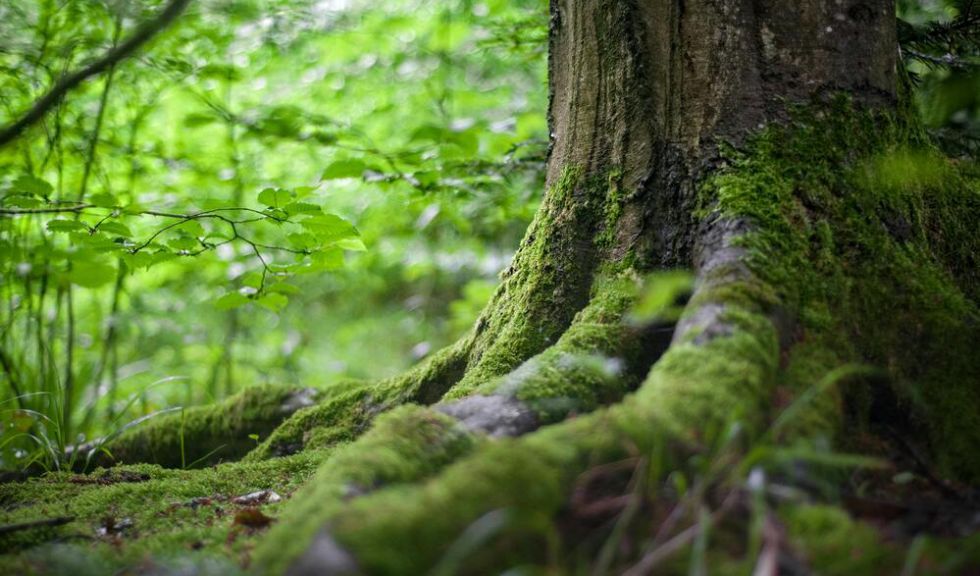 RUDERI DI CASTELVECCHIO E RISERVA NATURALE DI CASTELVECCHIO: UN TESORO DA SCOPRIRE NEI DINTORNI DI SAN GIMIGNANO