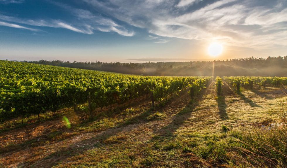 TOUR IN BICICLETTA TRA VIGNETI E DEGUSTAZIONI DI VINO
